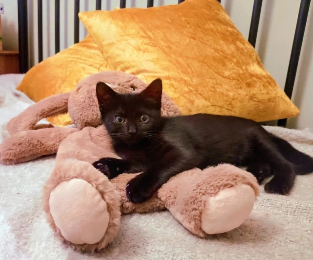 Morgan, female puppy Mixed Breed Cat for adoption at Yorkshire Cat Rescue