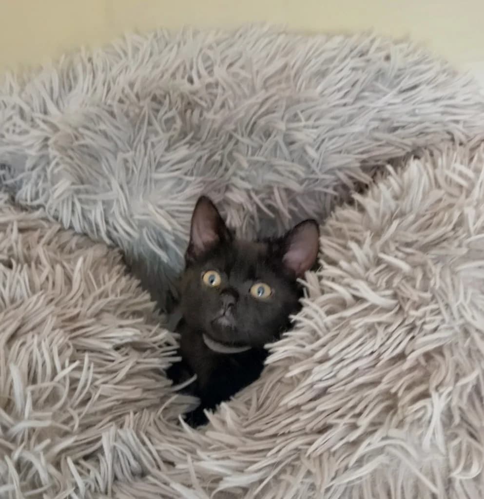 Harriet, female puppy Mixed Breed Cat for adoption at Yorkshire Cat Rescue