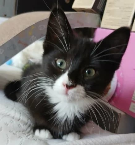 Dove, female puppy Mixed Breed Cat for adoption at Yorkshire Cat Rescue