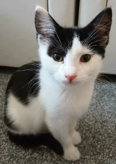 Demi, female puppy Mixed Breed Cat for adoption at Yorkshire Cat Rescue