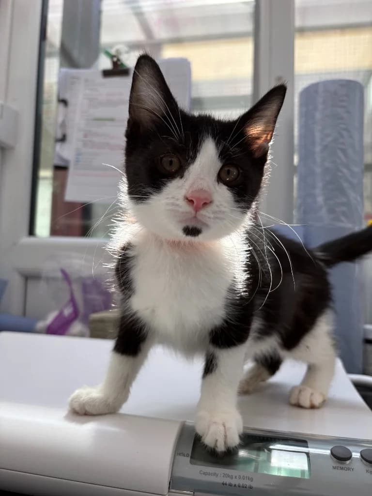 Dawn, female puppy Mixed Breed Cat for adoption at Yorkshire Cat Rescue