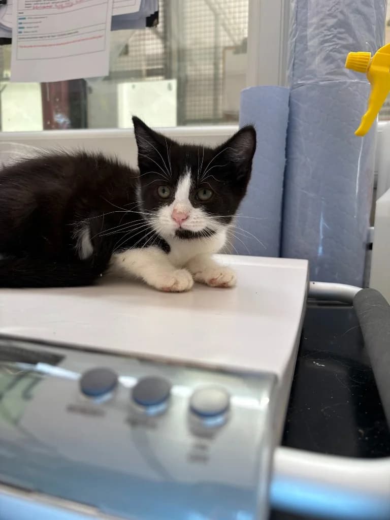 Dani, female puppy Mixed Breed Cat for adoption at Yorkshire Cat Rescue