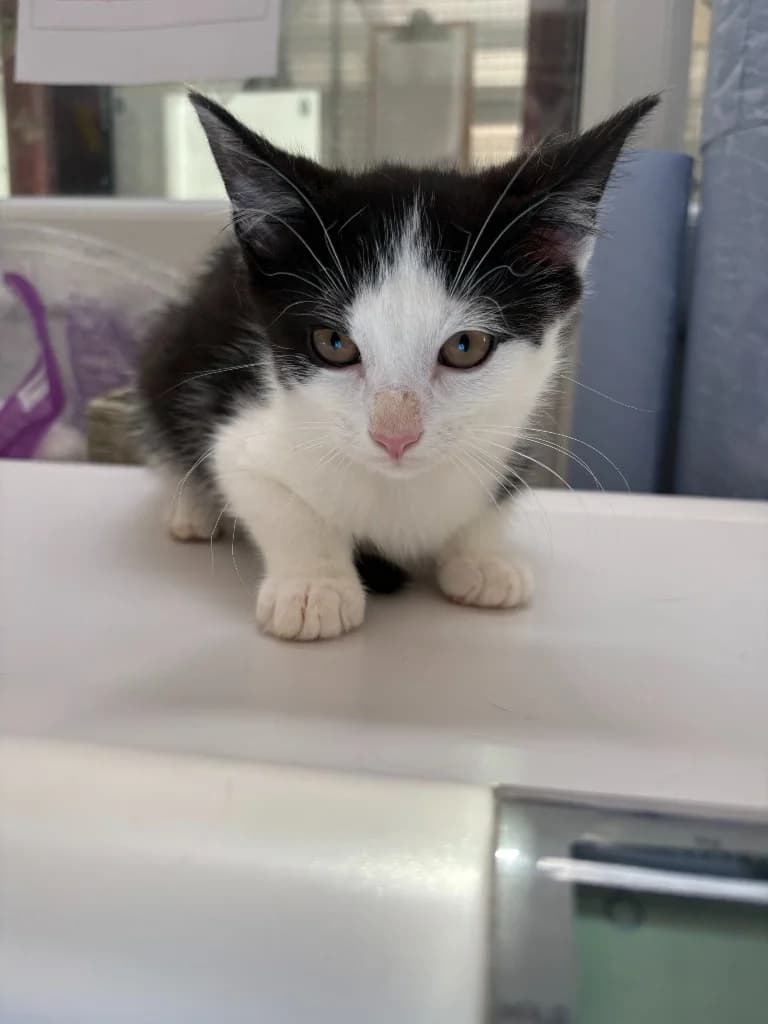 Damon, male puppy Mixed Breed Cat for adoption at Yorkshire Cat Rescue