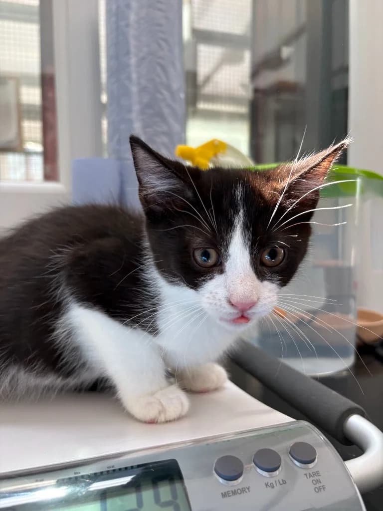 Draco, male puppy Mixed Breed Cat for adoption at Yorkshire Cat Rescue