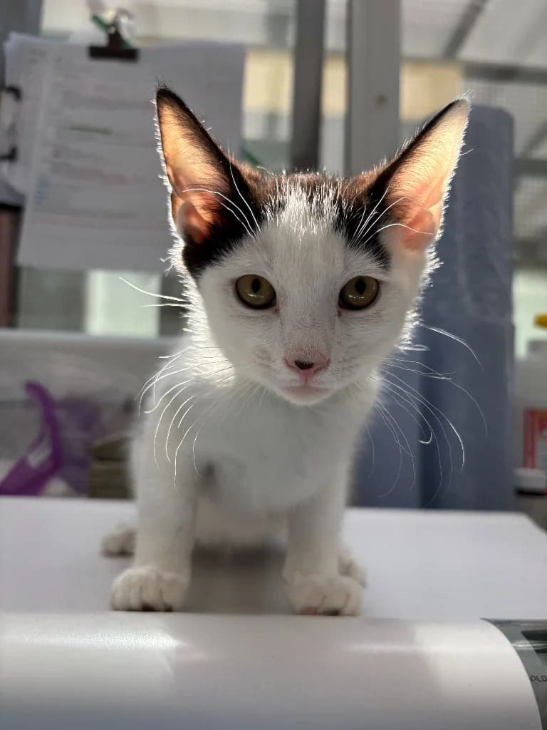 Devon, male puppy Mixed Breed Cat for adoption at Yorkshire Cat Rescue