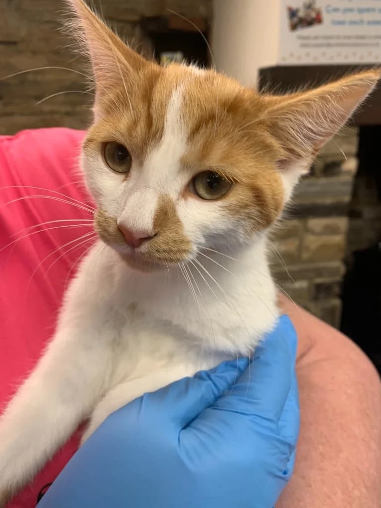 Archie, male puppy Mixed Breed Cat for adoption at Yorkshire Cat Rescue