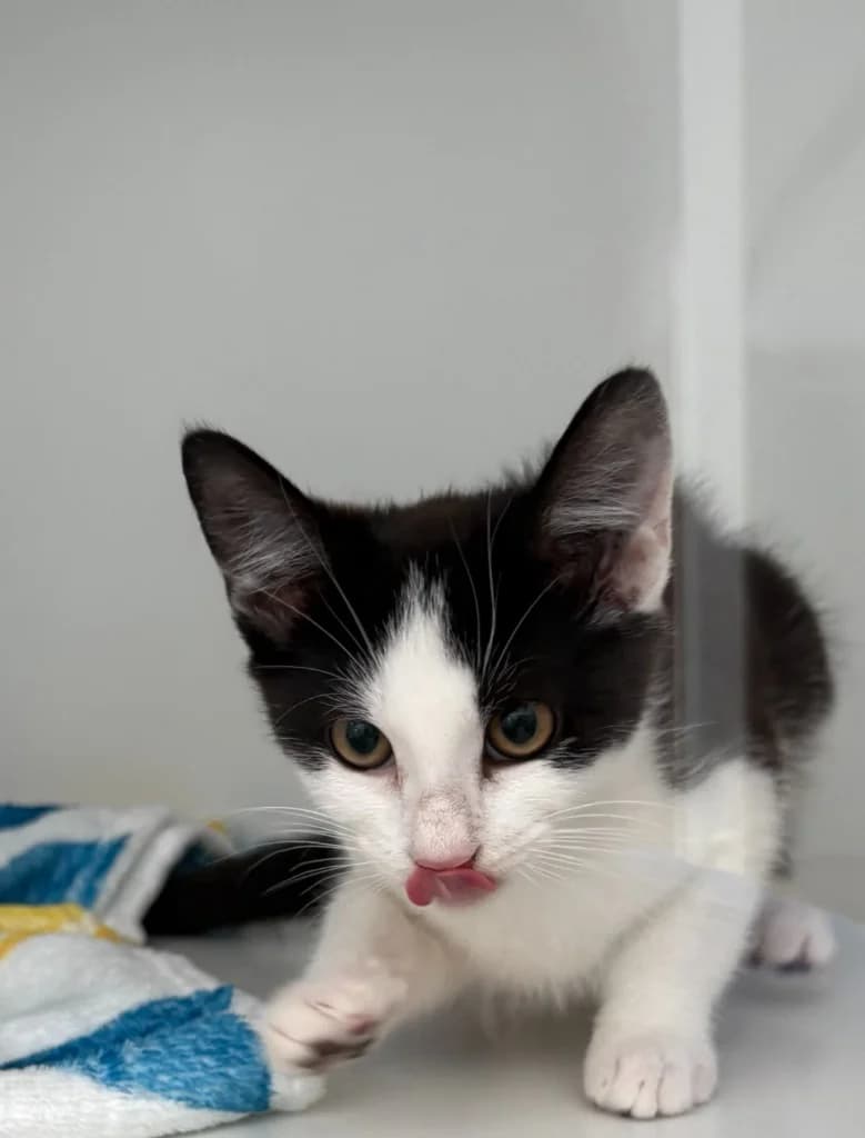 Dave, male puppy Mixed Breed Cat for adoption at Yorkshire Cat Rescue