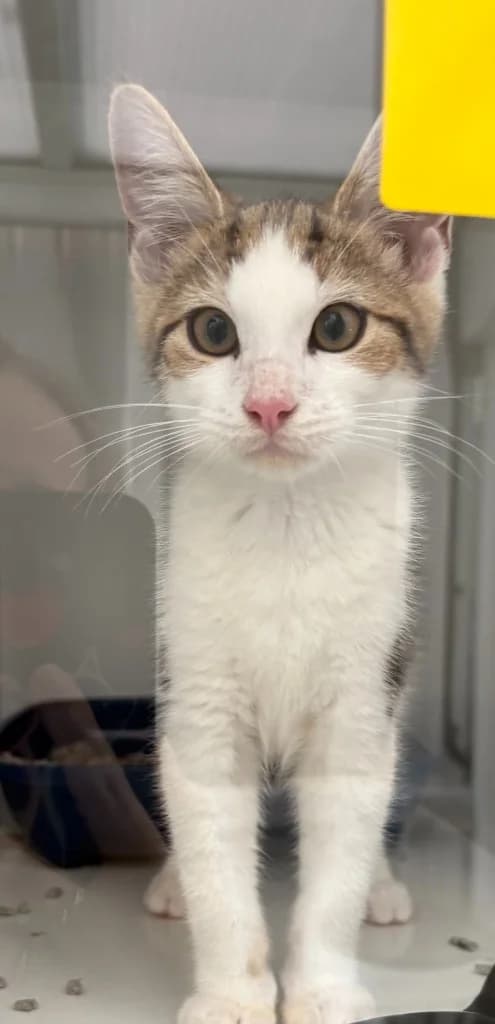 Ray, male puppy Mixed Breed Cat for adoption at Yorkshire Cat Rescue