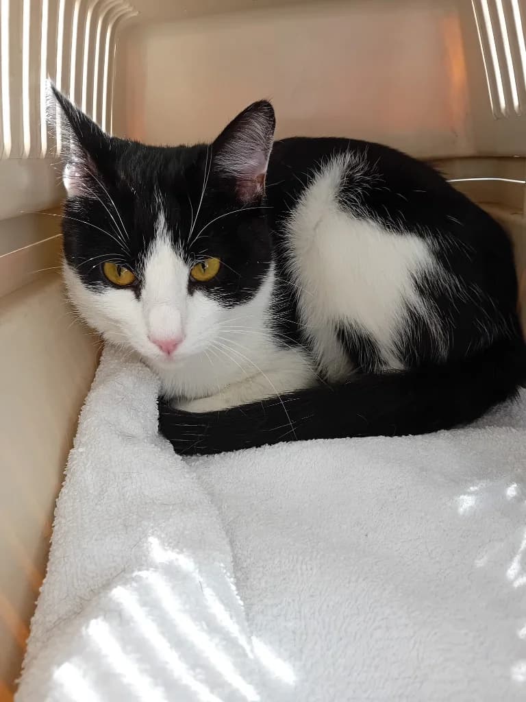 Andy, Mixed Breed Cat (Yorkshire Cat Rescue)
