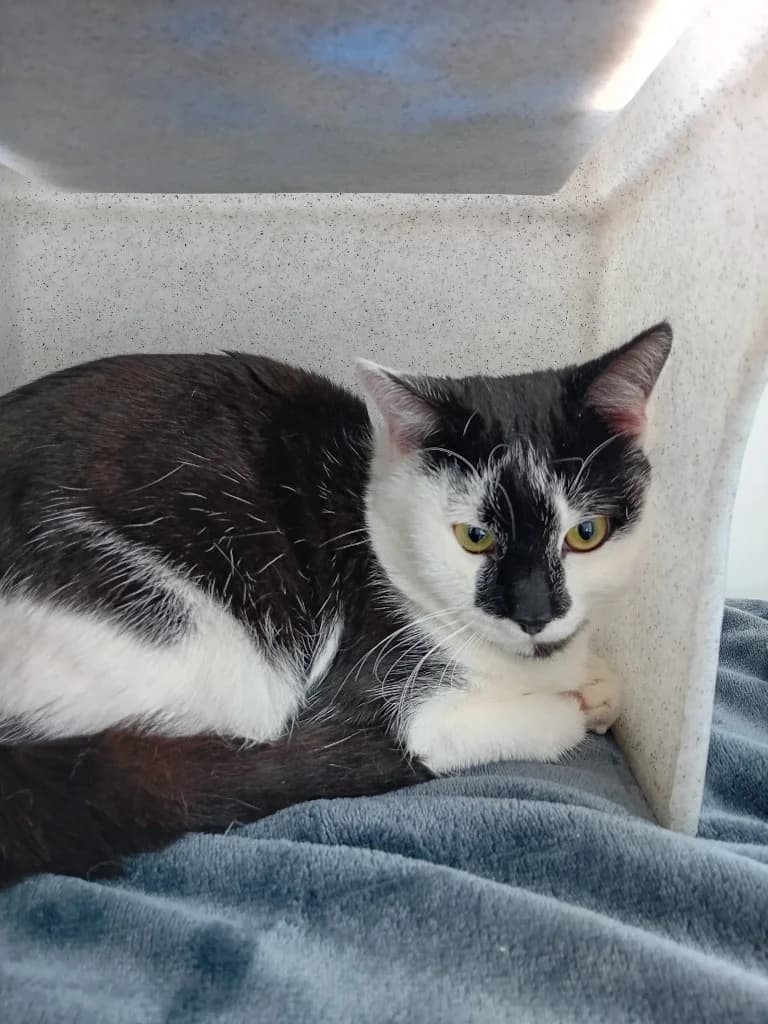 Arthur, male young Mixed Breed Cat for adoption at Yorkshire Cat Rescue