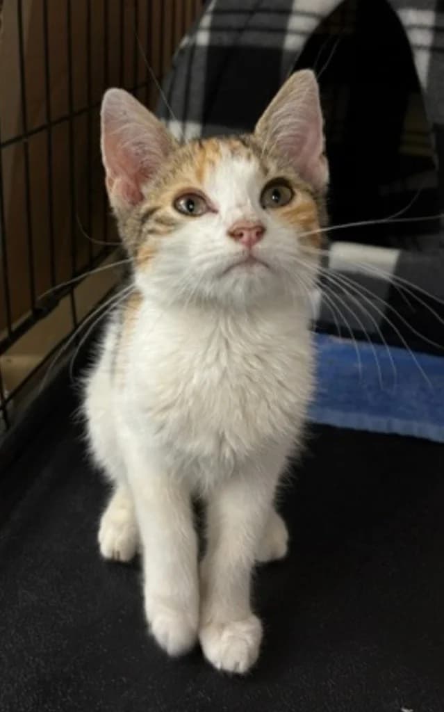 Billie Jean, female puppy Mixed Breed Cat for adoption at Yorkshire Cat Rescue