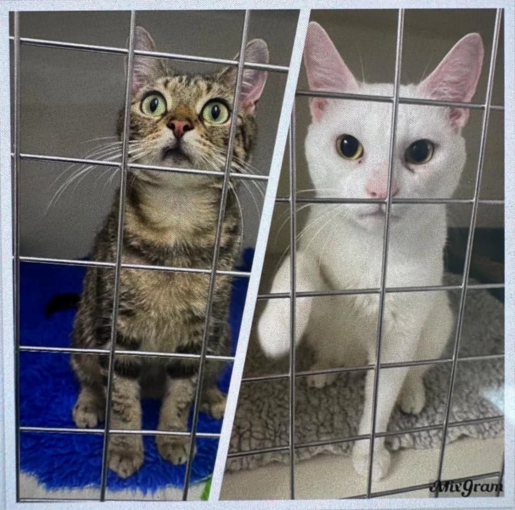 Brad & Angelina, female young Mixed Breed Cat for adoption at Yorkshire Cat Rescue