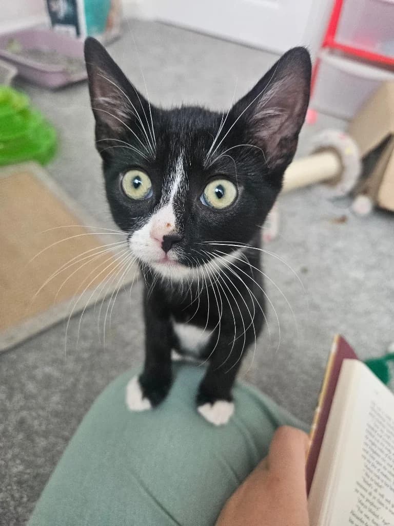 Tic, male puppy Mixed Breed Cat for adoption at Yorkshire Cat Rescue