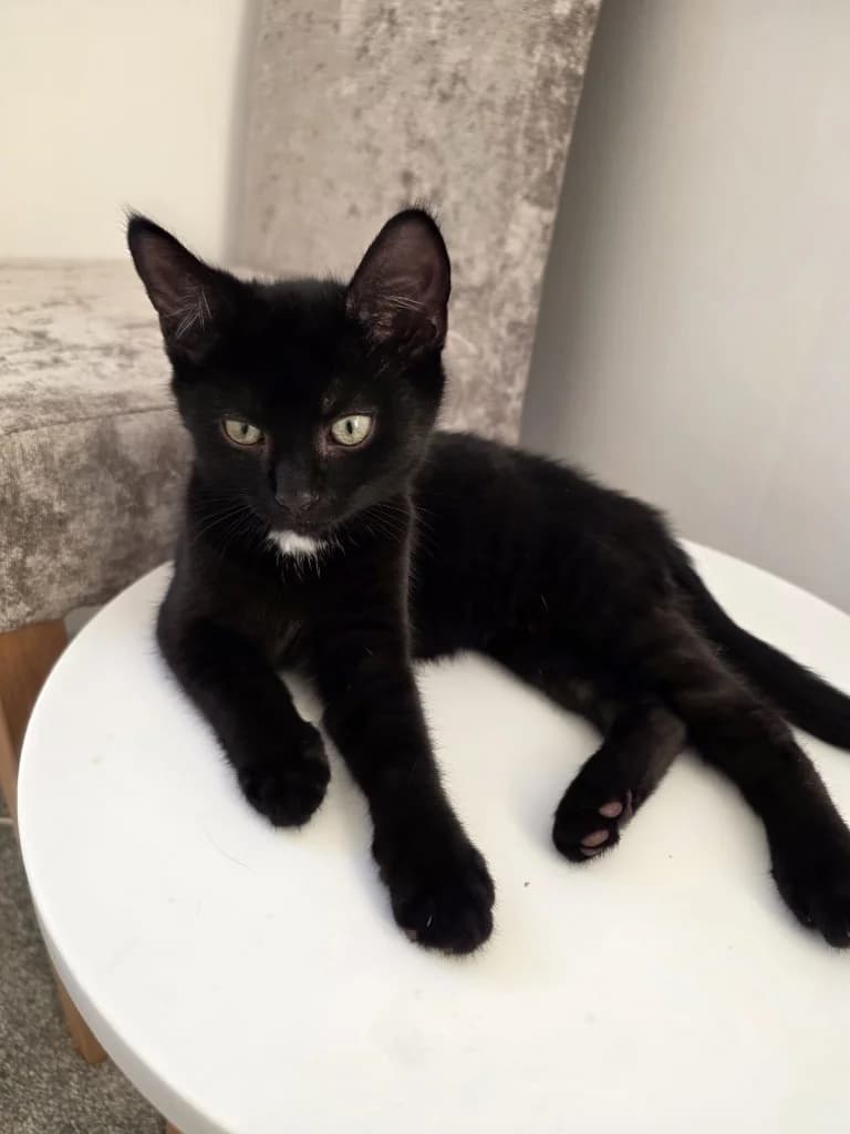 Othello, male puppy Mixed Breed Cat for adoption at Yorkshire Cat Rescue