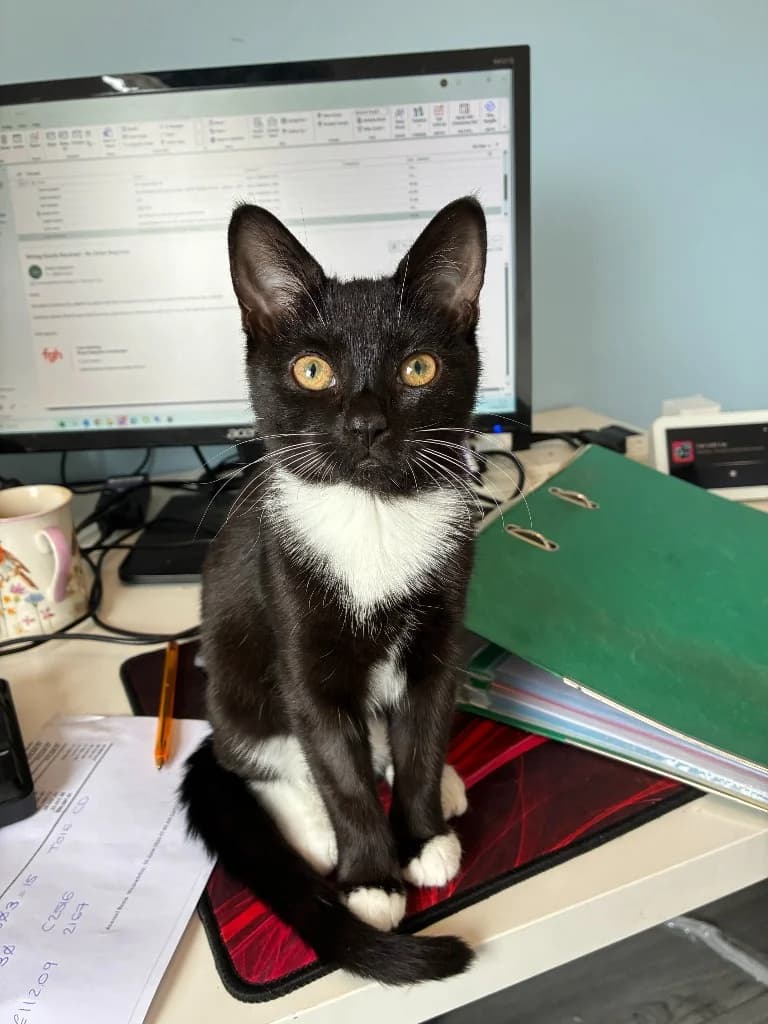 Sally, female puppy Mixed Breed Cat for adoption at Yorkshire Cat Rescue