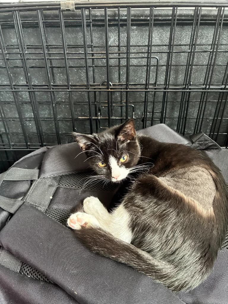 Susie, female puppy Mixed Breed Cat for adoption at Yorkshire Cat Rescue