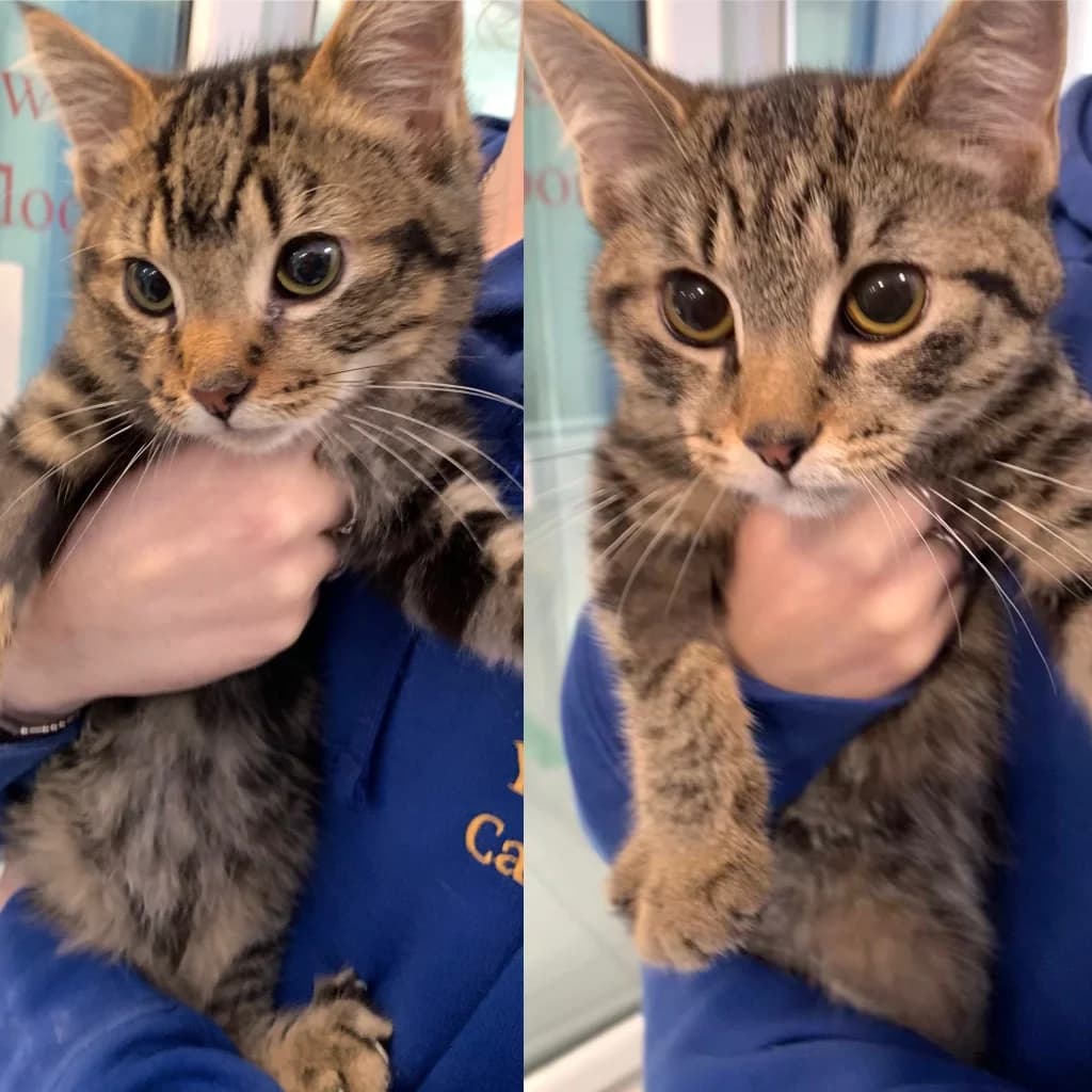 Tody & Trixie, male puppy Mixed Breed Cat for adoption at Yorkshire Cat Rescue