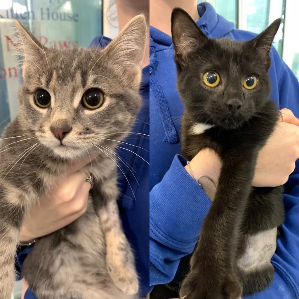 Tina & Sandy, female puppy Mixed Breed Cat for adoption at Yorkshire Cat Rescue