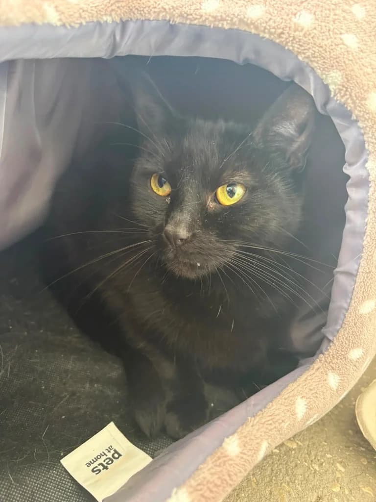 Valerie, female young Mixed Breed Cat for adoption at Yorkshire Cat Rescue
