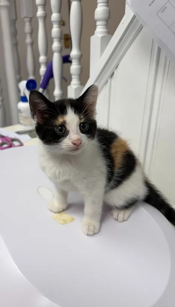 Sammie, female puppy Mixed Breed Cat for adoption at Yorkshire Cat Rescue
