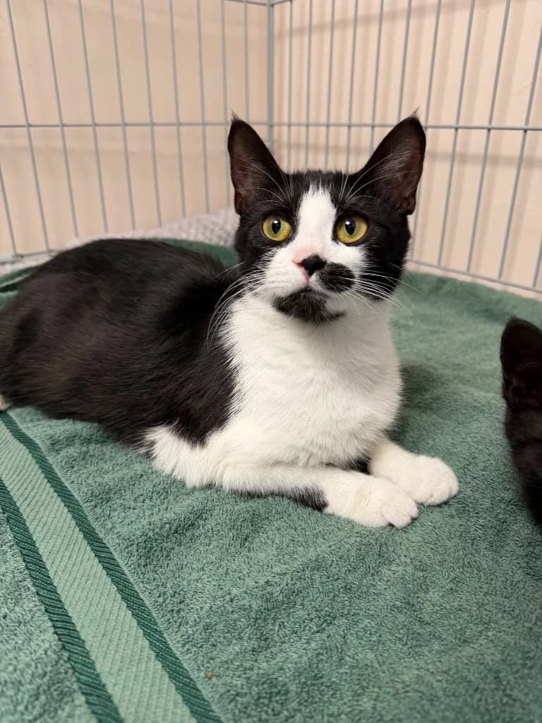 Mabel, female young Mixed Breed Cat for adoption at Yorkshire Cat Rescue