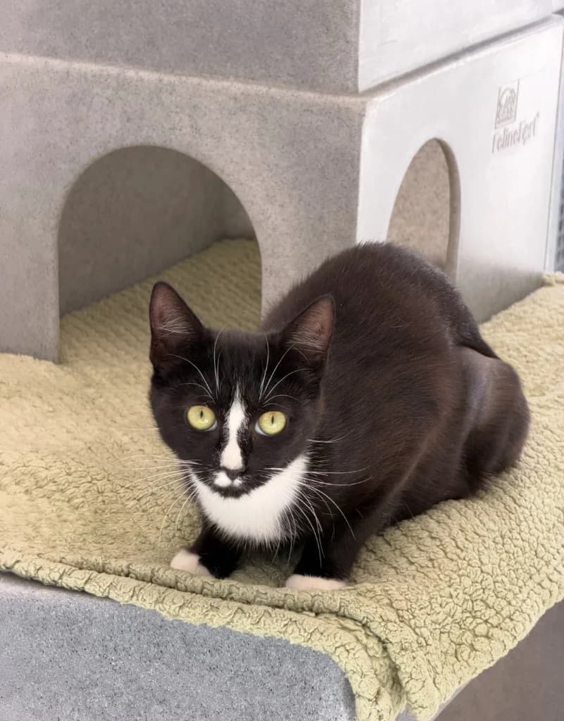 Bee, female young Mixed Breed Cat for adoption at Yorkshire Cat Rescue