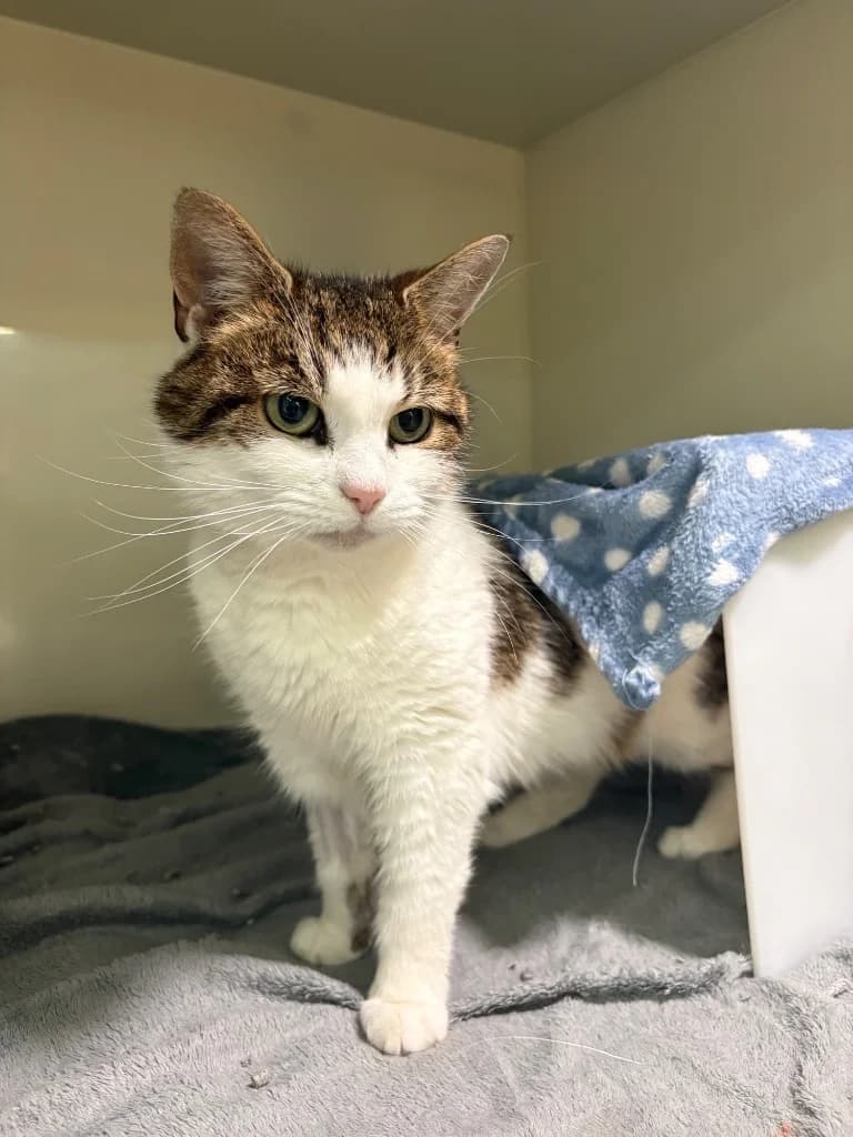 Sapphire, female 5yo Mixed Breed Cat for adoption at Yorkshire Cat Rescue