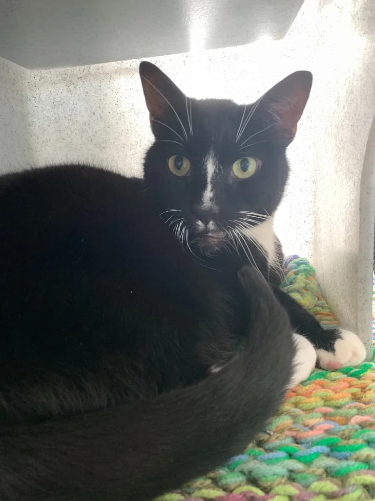 Terence, male senior Mixed Breed Cat for adoption at Yorkshire Cat Rescue