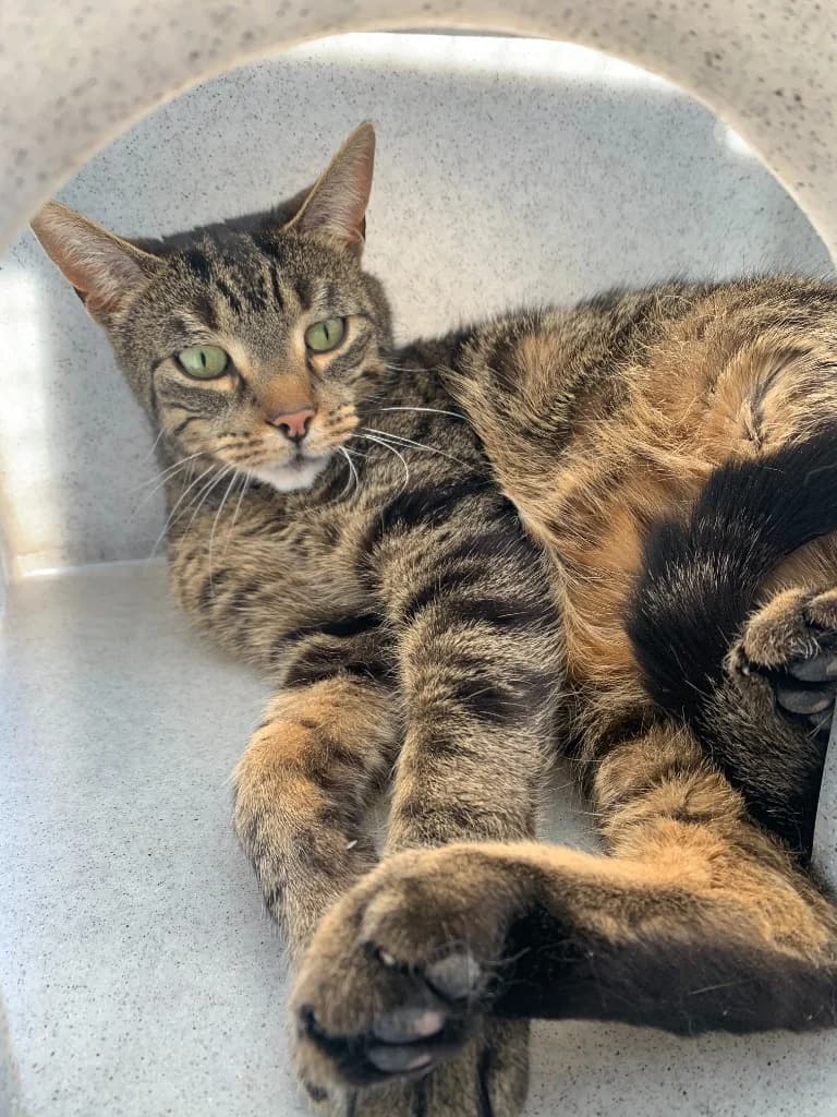 Specs, male 7yo Mixed Breed Cat for adoption at Yorkshire Cat Rescue