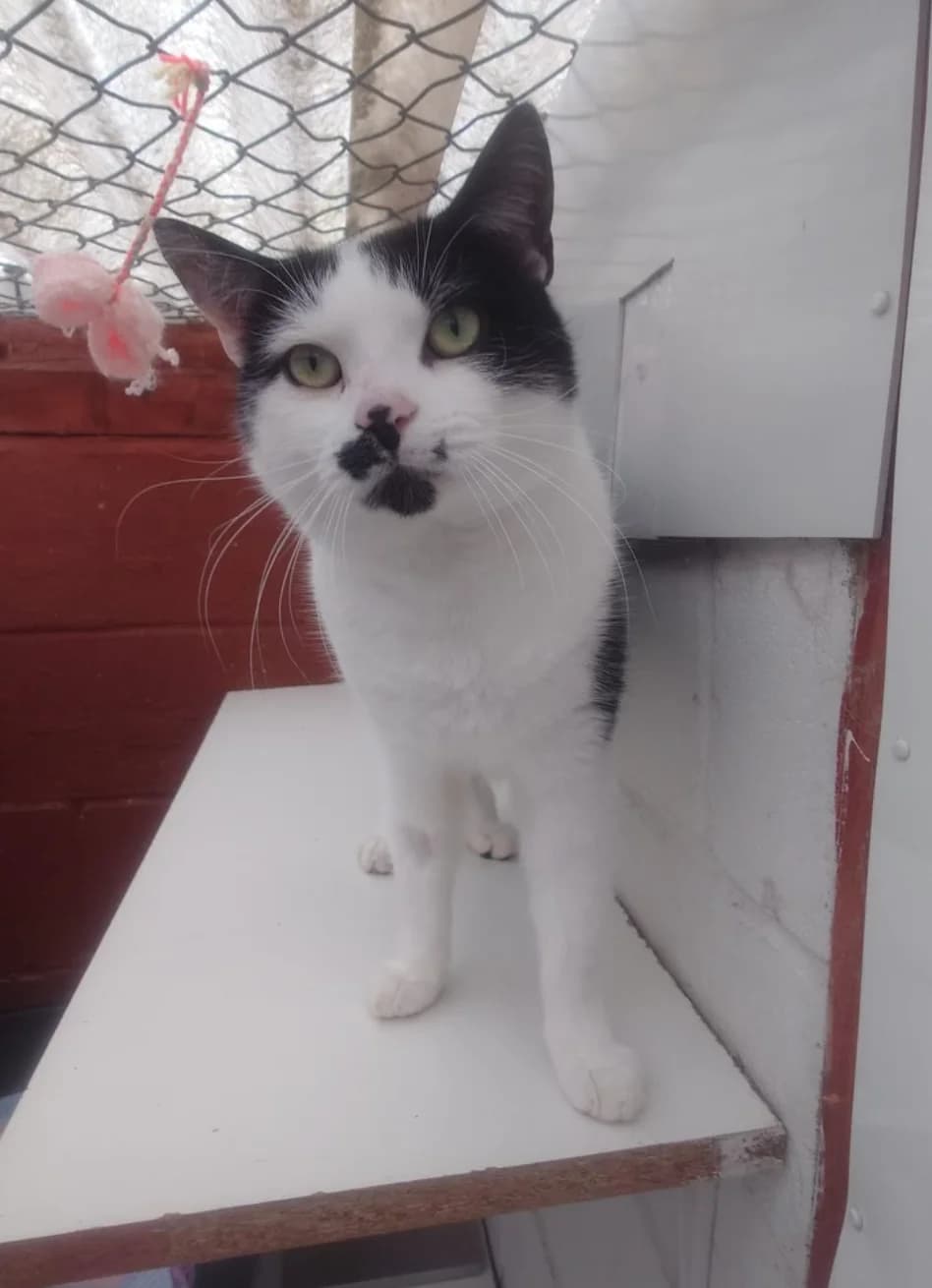 Dexter, male young Mixed Breed Cat for adoption at The Yorkshire Rescue, Yorkshire