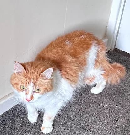 Ginger, Mixed Breed Cat (The Yorkshire Rescue)