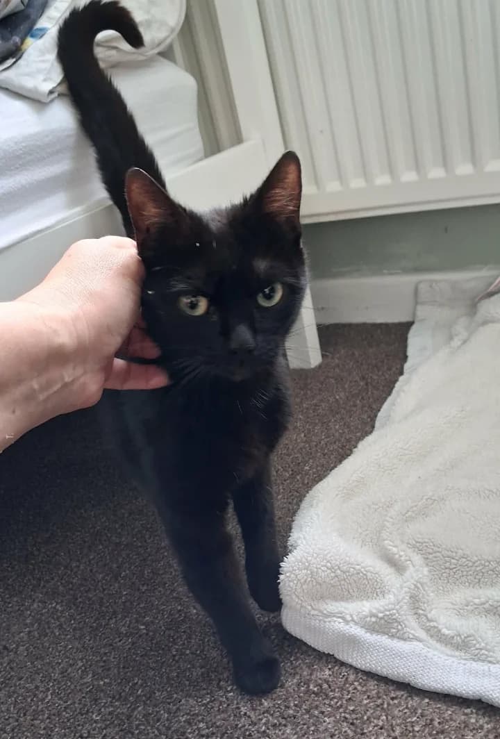 Storm, female young Mixed Breed Cat for adoption at The Yorkshire Rescue, Yorkshire