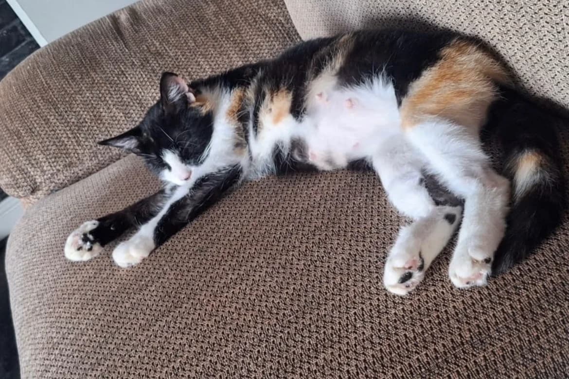 Vera, female young Mixed Breed Cat for adoption at The Yorkshire Rescue, Yorkshire