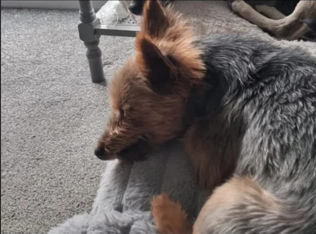 Abi, male senior Yorkshire Terrier for adoption at The Yorkshire Rescue, Yorkshire