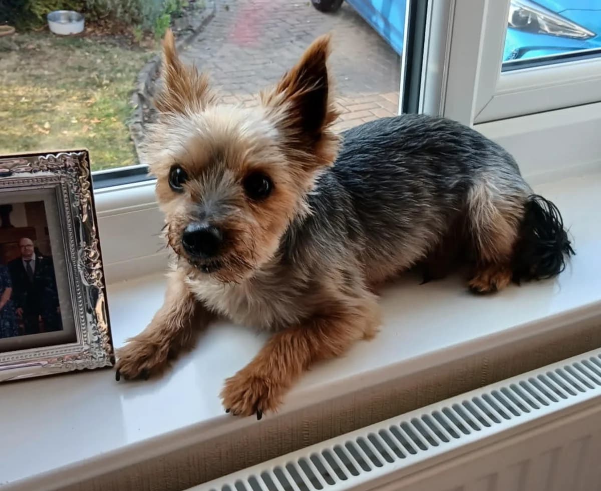 Albi, male senior Yorkshire Terrier for adoption at The Yorkshire Rescue, Yorkshire