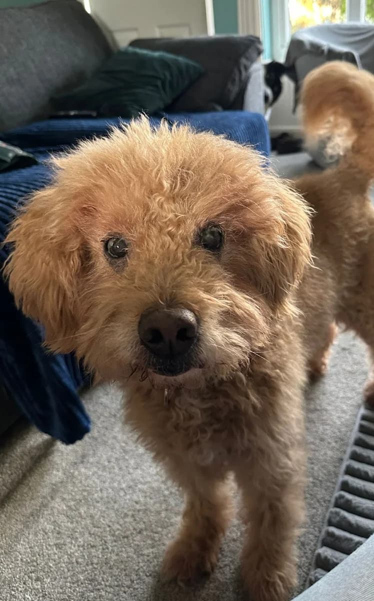 Barney, male mixed breed for adoption at The Yorkshire Rescue, Yorkshire