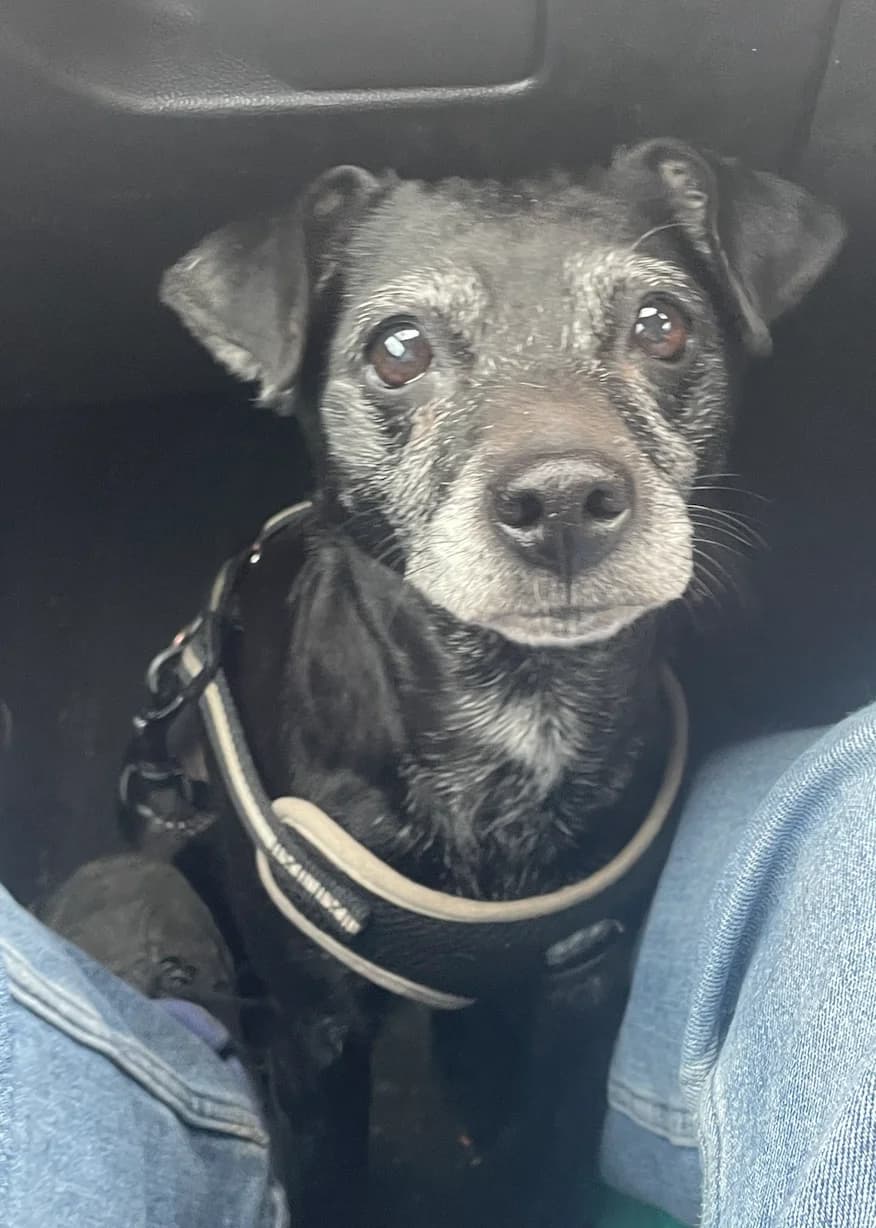 Bella, female senior Patterdale Terrier for adoption at The Yorkshire Rescue, Yorkshire