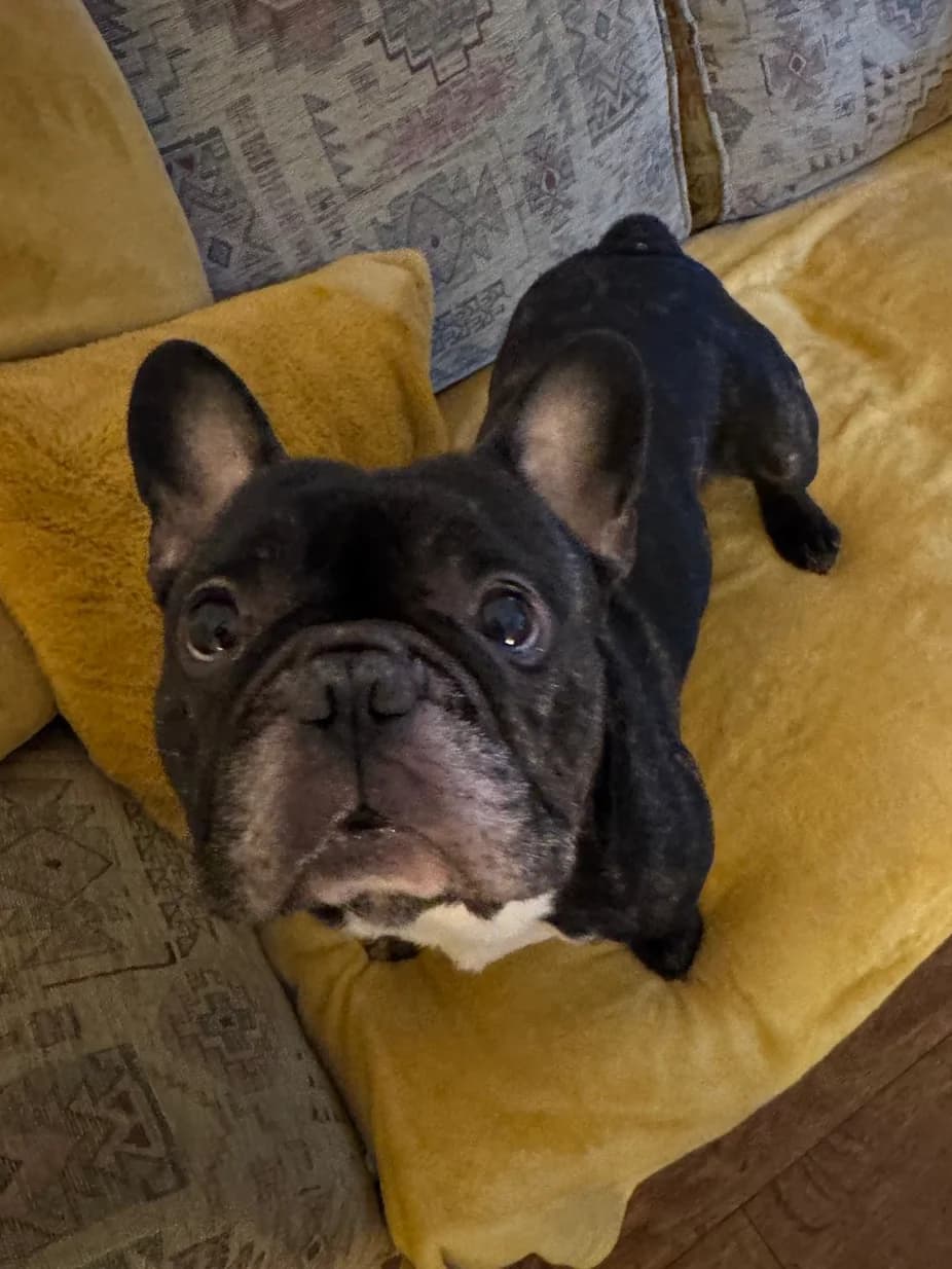 Billy, male 4yo French Bulldog for adoption at The Yorkshire Rescue, Yorkshire