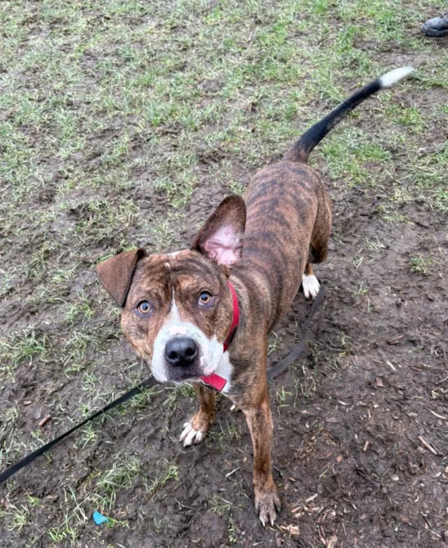 Blaze, male Staffordshire Bull Terrier for adoption at The Yorkshire Rescue, Yorkshire