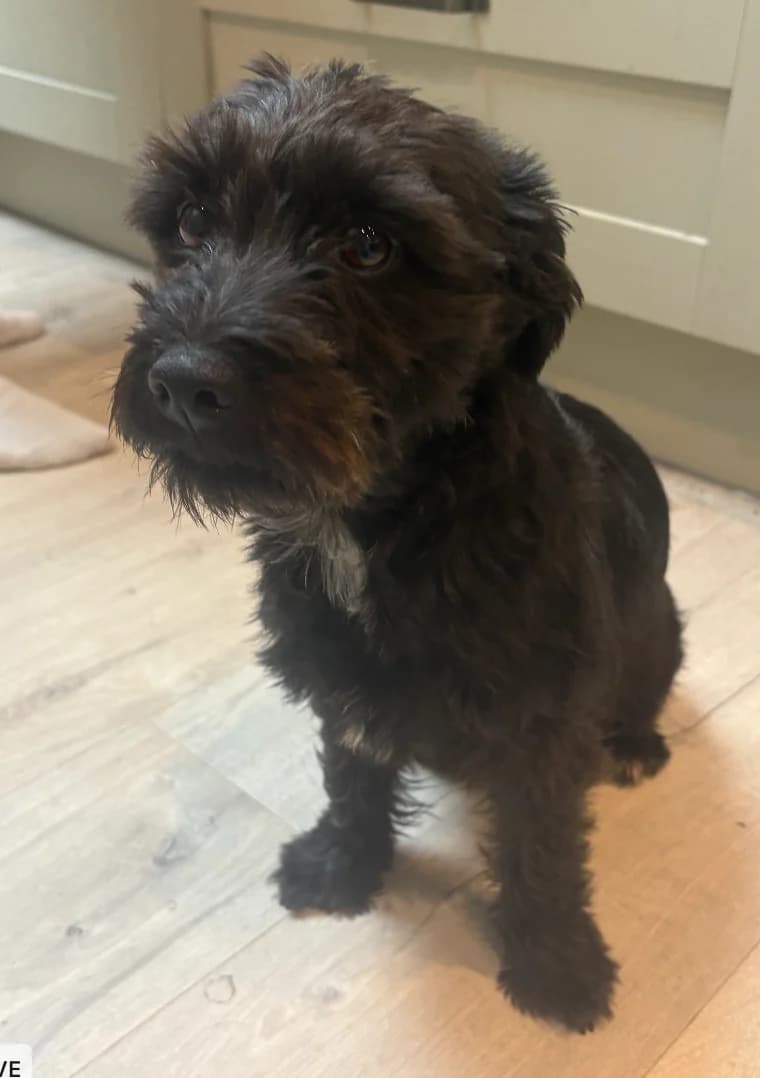 Bobbi, female 6yo Patterdale Terrier for adoption at The Yorkshire Rescue, Yorkshire