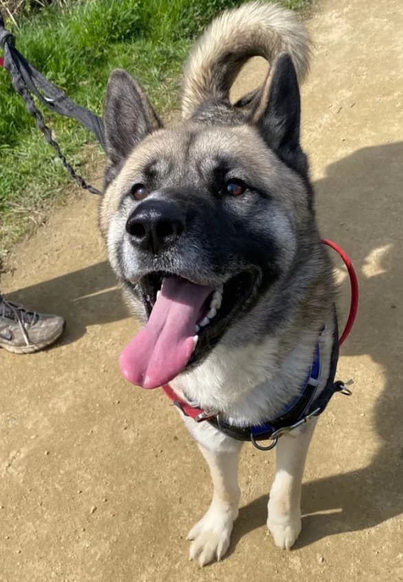 Bruce, male Akita for adoption at The Yorkshire Rescue, Yorkshire