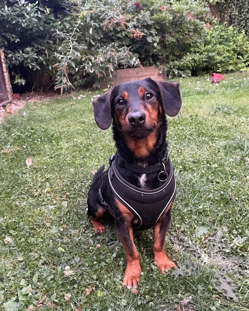Buddy, male 6yo Dachshund for adoption at The Yorkshire Rescue, Yorkshire