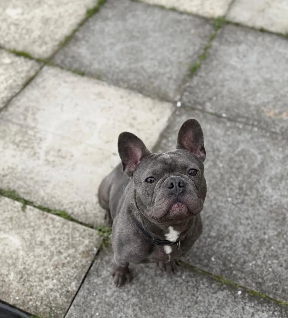 Buster, male 3yo French Bulldog for adoption at The Yorkshire Rescue, Yorkshire