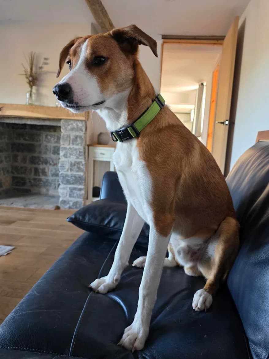 Cooper, male puppy Collie for adoption at The Yorkshire Rescue, Yorkshire