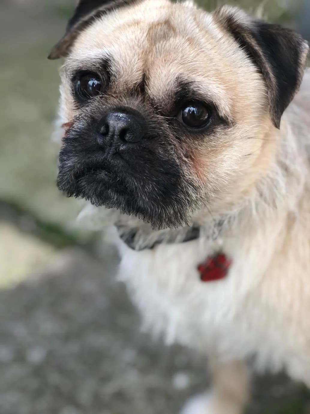 Fred, male 3yo mixed breed for adoption at The Yorkshire Rescue, Yorkshire