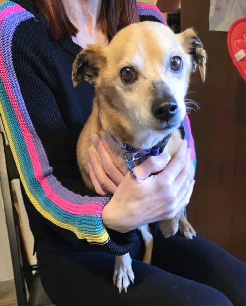 Harry, male senior Jack Russell Terrier for adoption at The Yorkshire Rescue, Yorkshire