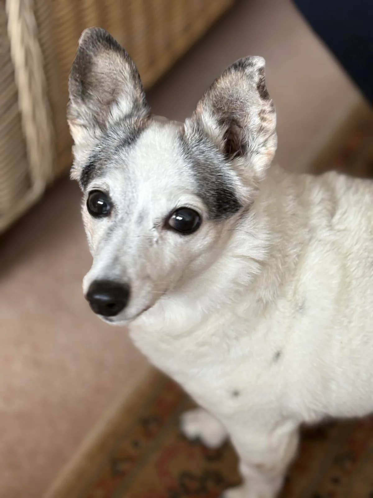 Jillie, female senior Jack Russell Terrier for adoption at The Yorkshire Rescue, Yorkshire