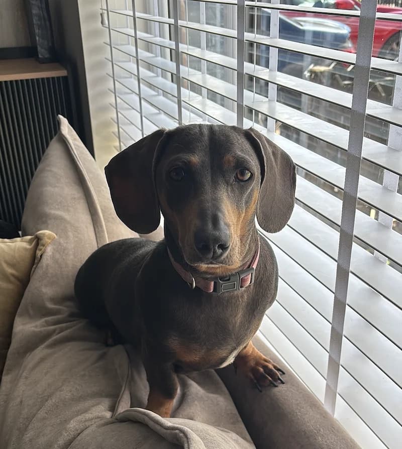 Lola, female young Dachshund for adoption at The Yorkshire Rescue, Yorkshire