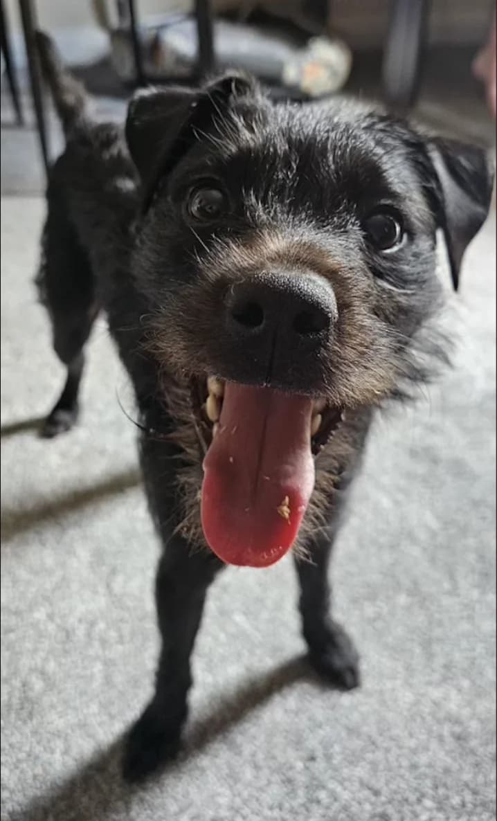 Magic, male 3yo mixed breed for adoption at The Yorkshire Rescue, Yorkshire