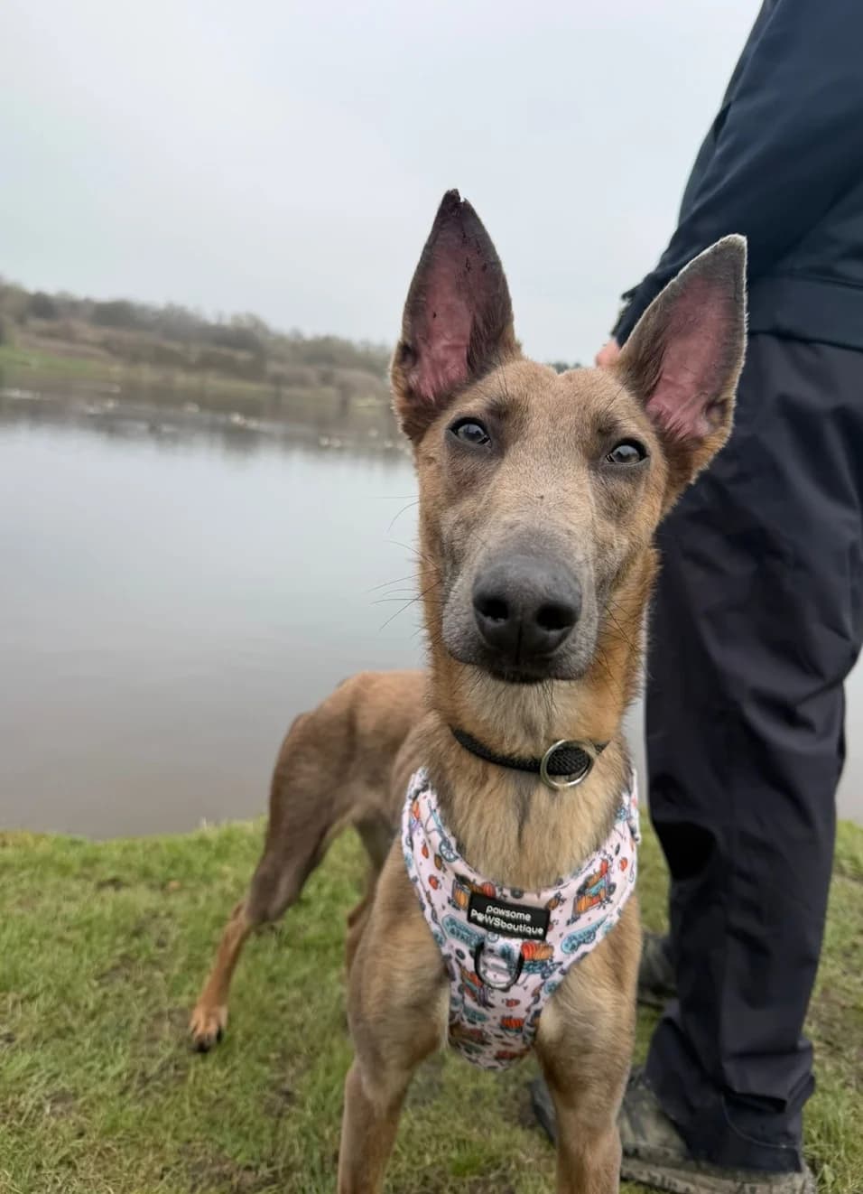 Maple, female young Lurcher for adoption at The Yorkshire Rescue, Yorkshire